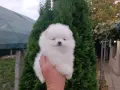 Померан/Померани , снимка 9