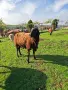 Продавам коч на две години , снимка 2
