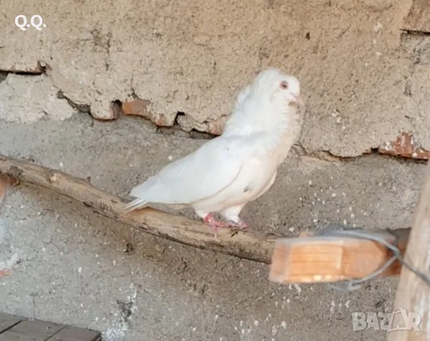Капуцина Женска