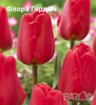 Луковици ЛАЛЕТА, снимка 9 - Градински цветя и растения - 56629976