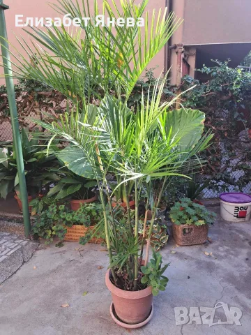 ПАЛМА АРЕКА (ARECA) – восочина около 180 ст.