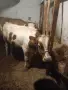 Предлагаме телешко месо , снимка 1