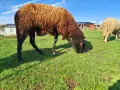 Продавам коч на две години , снимка 1
