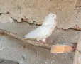 продавам заменям, снимка 1
