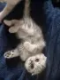 Британски котета, снимка 2