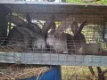 Заици чинчила уголемена, снимка 1