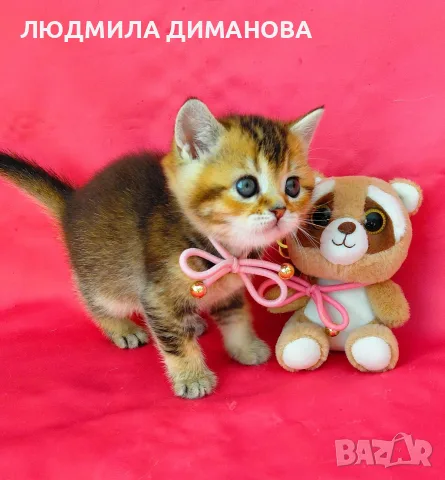 Златна чинчила момиче , снимка 8 - Британска късокосместа - 56577921