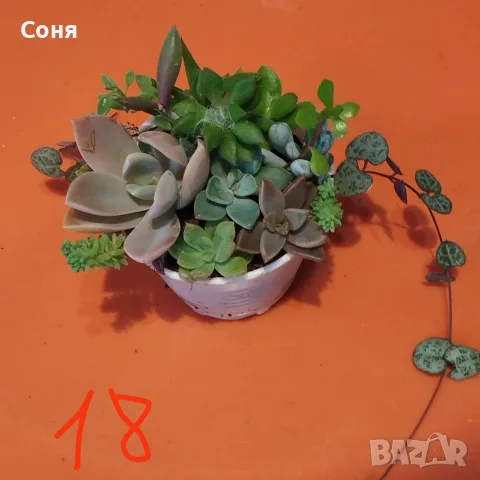 Сукуленти микс вкоренени, снимка 18 - Стайни растения - 56584249