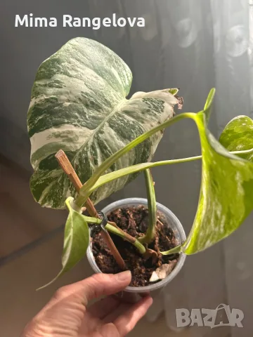 Monstera Deliciosa Albo Variegata, снимка 2 - Стайни растения - 56655324
