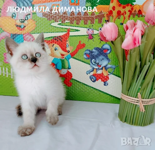 Шотландско мъжко със сини очи , снимка 2 - Британска късокосместа - 56666438