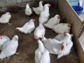 Кокошки.                  ., снимка 1
