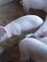 Продавам малки прасенца , снимка 2
