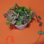 Сукуленти микс вкоренени, снимка 18