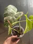 Monstera Deliciosa Albo Variegata, снимка 2