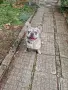 фрески  булдог флъфи разплод, снимка 2