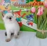 Шотландско мъжко със сини очи , снимка 2