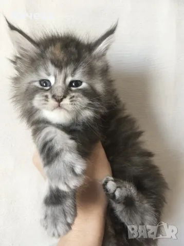 Мейн куун котета, снимка 3 - Мейн кун - 56567985
