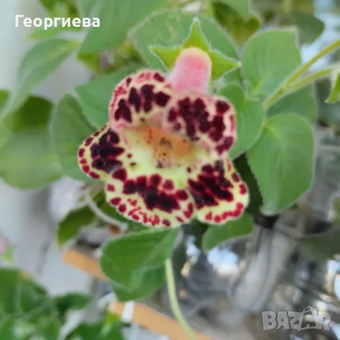 подарявам колерия 