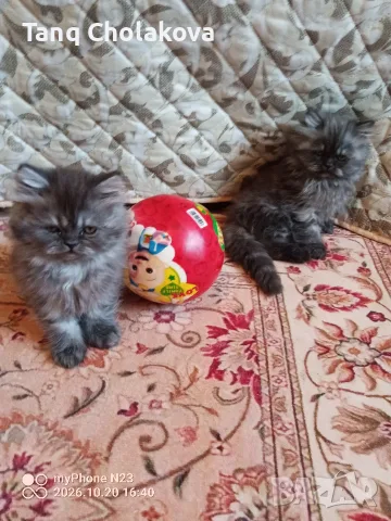 Персийски котенца , снимка 2 - Персийска - 56593851