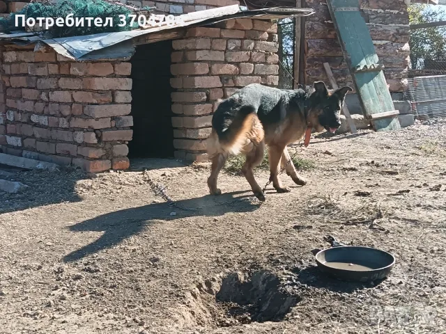 Продавам немска овчарка , снимка 7 - Немска овчарка - 56570609