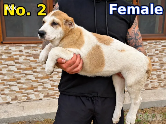 САО Алабай (КВ) , снимка 5 - Други - 56732607