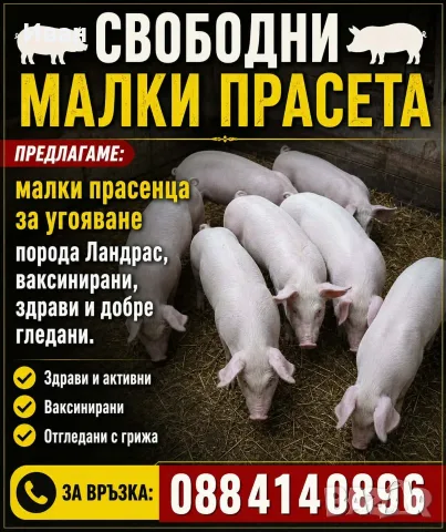 Прасета             . 