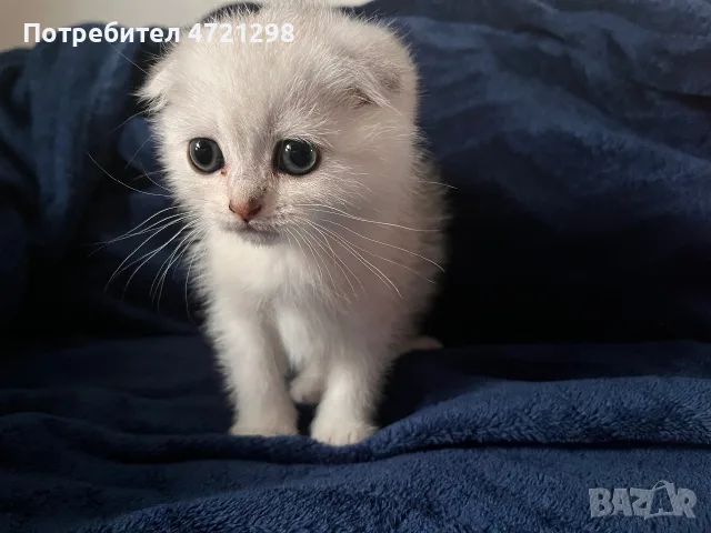 Британски котета, снимка 10 - Британска късокосместа - 56644684