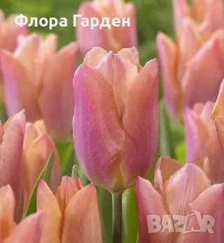 Луковици ЛАЛЕТА, снимка 6 - Градински цветя и растения - 56629976