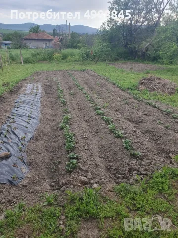 Продажба на лозе пред регулация , снимка 3 - Парцели - 56637055