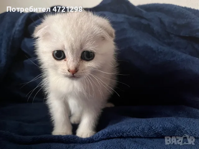 Британски котета, снимка 9 - Британска късокосместа - 56644684