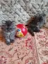 Персийски котенца , снимка 2