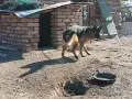 Продавам немска овчарка , снимка 7