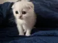 Британски котета, снимка 10