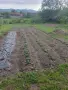 Продажба на лозе пред регулация , снимка 3
