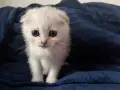 Британски котета, снимка 9