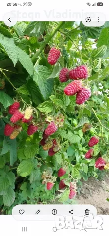 Прелагам расад ягоди и малини, снимка 6 - Разсади - 56564662