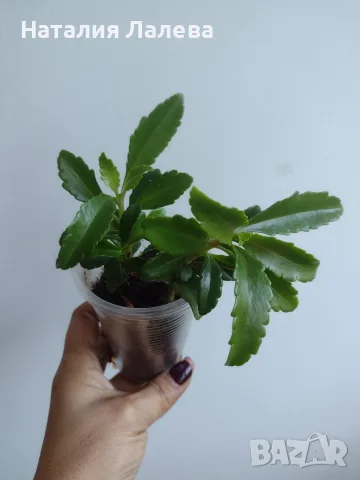 Каланхое, kalanchoe wendy Tinker Bell, снимка 2 - Стайни растения - 56665887