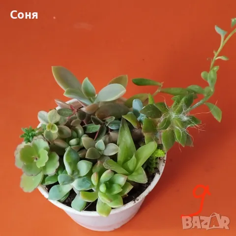 Сукуленти микс вкоренени, снимка 9 - Стайни растения - 56584249