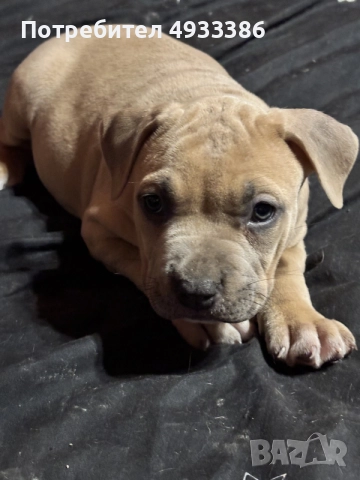 American Bully XL/Американско Були ХЛ, снимка 4 - Питбул - 56309405