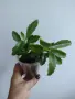 Каланхое, kalanchoe wendy Tinker Bell, снимка 2