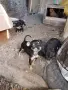 пинчери мъжки два броя, снимка 1
