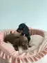 Дакелчета две сестрички , снимка 5