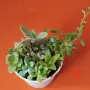 Сукуленти микс вкоренени, снимка 9