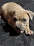American Bully XL/Американско Були ХЛ, снимка 4