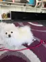 Момче с маска на три месеца , снимка 1