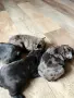 малки френски булдочета , снимка 8