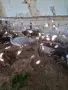 Пауни зелени,опал,чернокрил и спалдинг, снимка 7