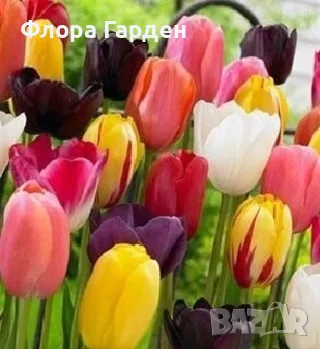 ЛАЛЕТА Луковици - ПАКЕТИ, снимка 10 - Сортови семена и луковици - 56733038