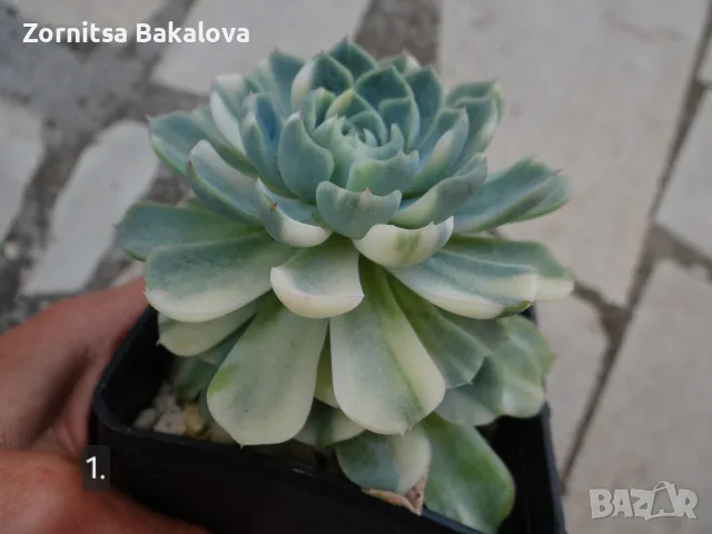 Сукуленти Echeveria различни видове, снимка 2 - Стайни растения - 56716473