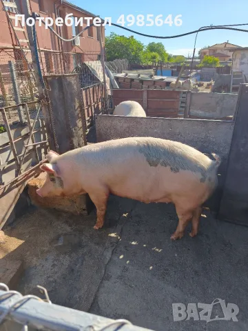Продавам домашни прасета 